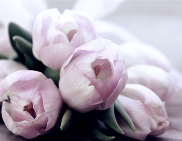 Jasnoróżowe tulipany o delikatnych, lekko zamkniętych płatkach, ułożone blisko siebie na miękkim, rozmytym tle w jasnych odcieniach.